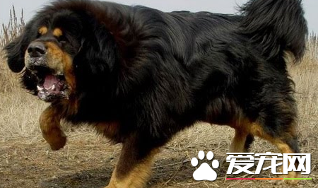 藏獒的重量 藏獒體重能夠達到68至80多公斤