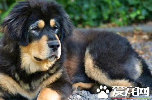 藏獒的重量 藏獒體重能夠達到68至80多公斤