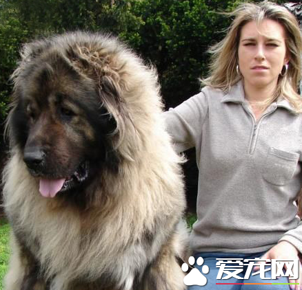 藏獒多厲害 藏獒的戰斗力到底有多強