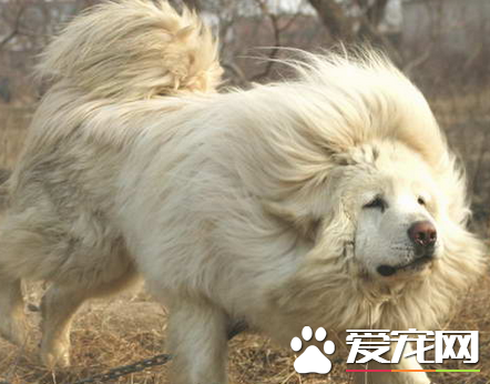藏獒的鑒別 如何判斷藏獒的健康標准
