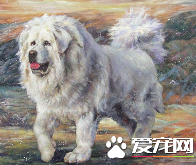 藏獒的鑒別 如何判斷藏獒的健康標准