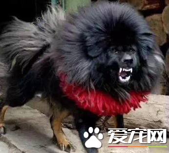 藏獒的叫聲 藏獒所有叫聲分別代表的含義
