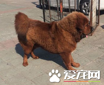 藏獒的區別 藏獒跟其它狗狗之間的區別