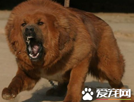 藏獒的身價 一些藏獒身價數十萬乃至上百萬