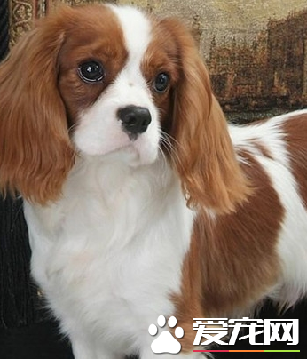 查理士王小獵犬報價 價格大約為1000到3000元