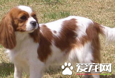 查理士王小獵犬報價 價格大約為1000到3000元