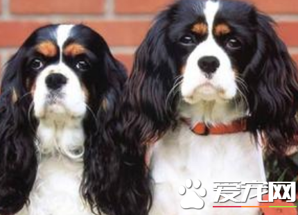 查理士王小獵犬吵麼 小獵犬性格活潑