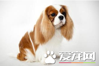 查理士王小獵犬吵麼 小獵犬性格活潑