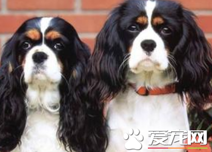 查理士王小獵犬聰明嗎 狗狗的性格介紹