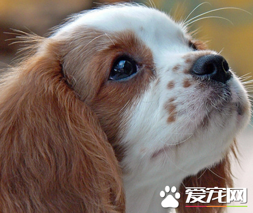 查理士王小獵犬聰明嗎 狗狗的性格介紹