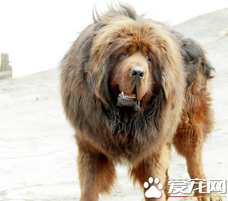 藏獒忠誠嗎 藏獒一生中會只認一個主人嗎