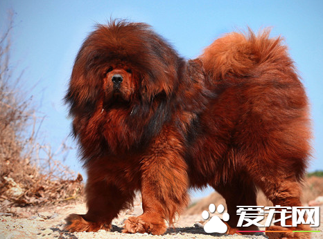 藏獒忠誠嗎 藏獒一生中會只認一個主人嗎