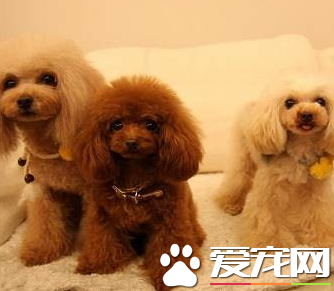 不純泰迪犬多少錢一只 泰迪犬的價格貴嗎