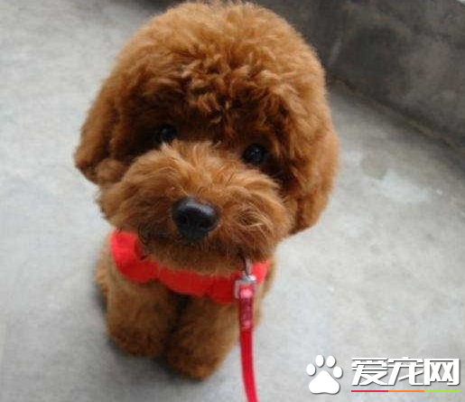 不純泰迪犬多少錢一只 泰迪犬的價格貴嗎