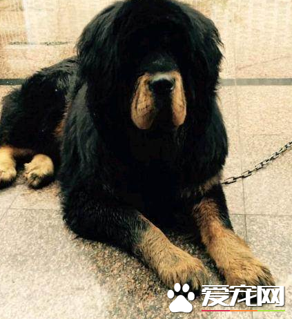 藏獒聰明嗎 藏獒的智商排名其實並不太高