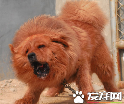 藏獒聰明嗎 藏獒的智商排名其實並不太高