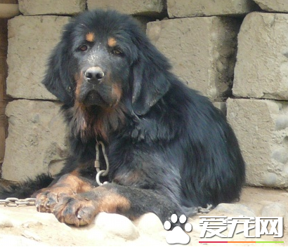藏獒聰明嗎 藏獒的智商排名其實並不太高