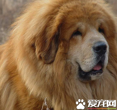 藏獒分幾系 按藏獒的主要產區劃分有三種