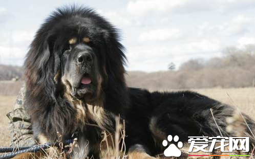 藏獒大還是紐芬蘭犬大 這兩個狗狗誰厲害