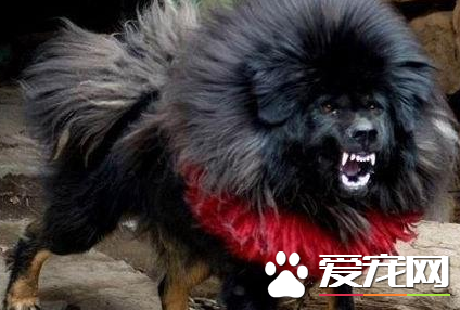 藏獒大還是紐芬蘭犬大 這兩個狗狗誰厲害