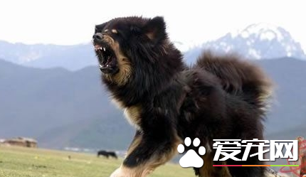 藏獒幼犬價格 地域決定藏獒犬價格多少