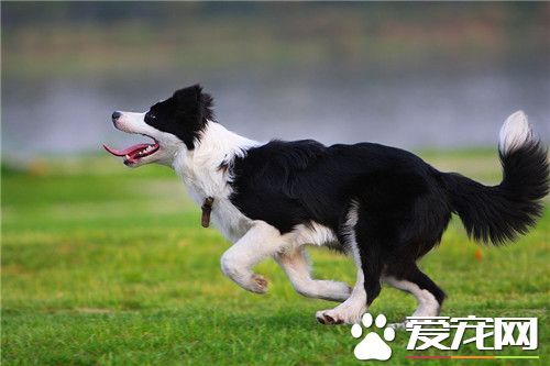 家裡養邊境牧羊犬好不好 最受家養的寵兒之一