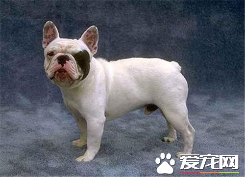 鑒別法國斗牛犬 從法斗的四肢可以觀察