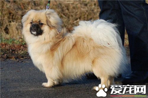 家庭犬西藏獵犬多少錢一只 價格大約500-3000元