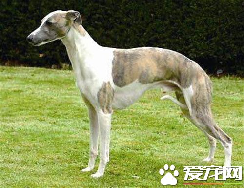 惠比特幼犬怎麼挑選 先要了解這種犬的相關資料