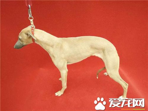 惠比特幼犬怎麼挑選 先要了解這種犬的相關資料