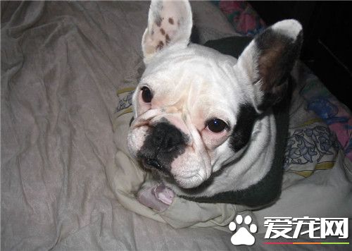 鑒別法國斗牛犬 從法斗的四肢可以觀察