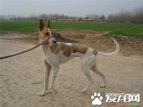 惠比特幼犬怎麼挑選 先要了解這種犬的相關資料