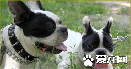 鑒別法國斗牛犬 從法斗的四肢可以觀察