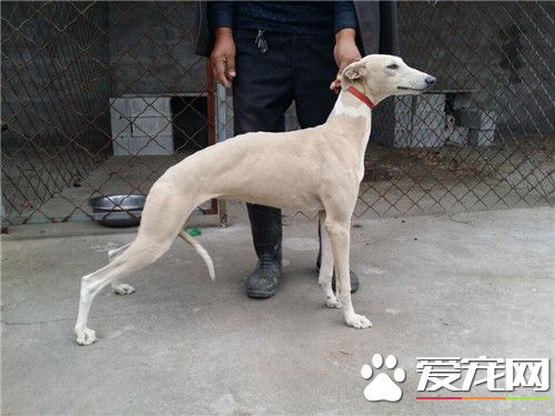 惠比特凶猛嗎 惠比特犬是真正的運動型獵犬