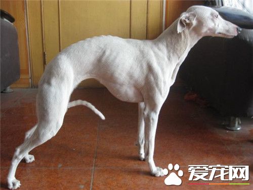惠比特凶猛嗎 惠比特犬是真正的運動型獵犬