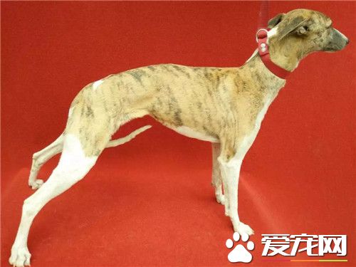惠比特凶猛嗎 惠比特犬是真正的運動型獵犬