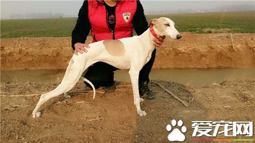 惠比特幼犬價格 很純的狗狗價格在1500-2000