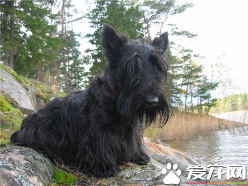 鑒別蘇格蘭梗品種 鑒別蘇格蘭梗品種的方法