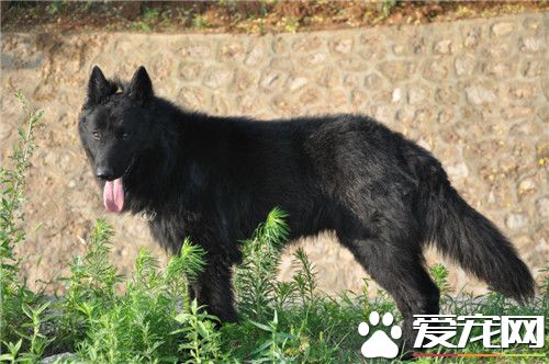 鑒別黑色比利時牧羊犬優劣 智商較高且機警聰明