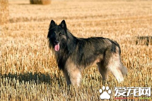 鑒別黑色比利時牧羊犬優劣 智商較高且機警聰明