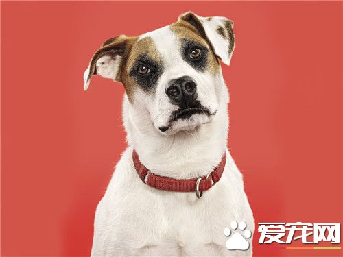 傑克羅素梗聰明嗎 傑克羅素梗的魅力在於聰明