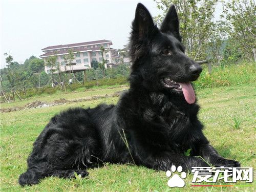 鑒別黑色比利時牧羊犬優劣 智商較高且機警聰明