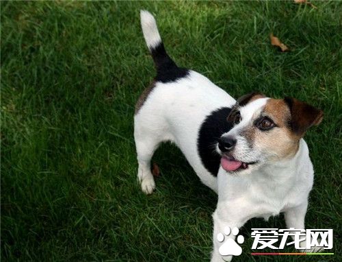 傑克羅素梗打獵好嗎 傑克羅素梗適合追蹤獵物