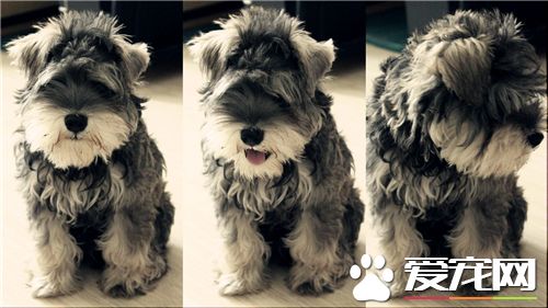 雪納瑞幼犬的毛色 有些幼犬的毛色是黑銀色的