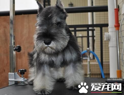 雪納瑞幼犬的毛色 有些幼犬的毛色是黑銀色的