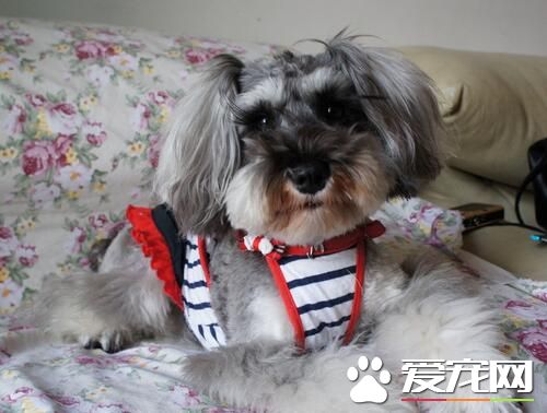 雪納瑞幼犬的毛色 有些幼犬的毛色是黑銀色的