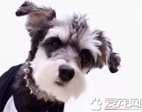 雪納瑞智商高麼 雪納瑞是特別聰明的狗狗