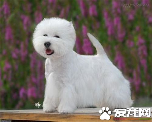 西高地白梗是哪個國家 來自蘇格蘭西部的狗狗