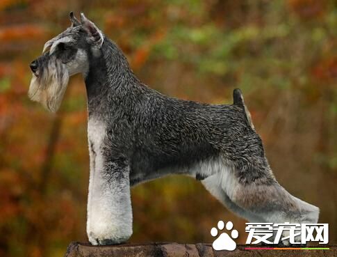 雪納瑞智商排名 智商排行榜上排名第十二位