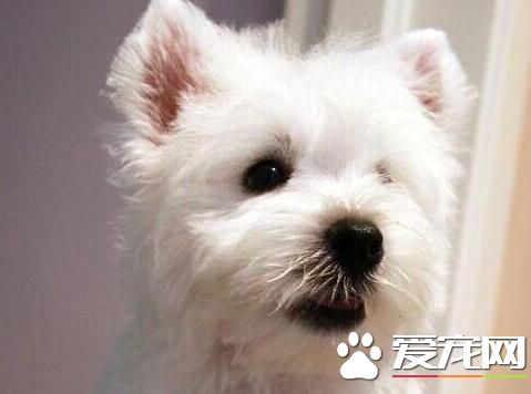 西高地白梗犬性格 西高地白梗犬性格溫和